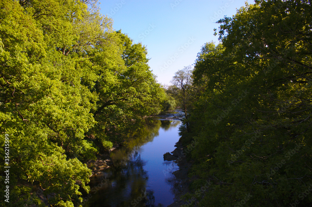 trees and water