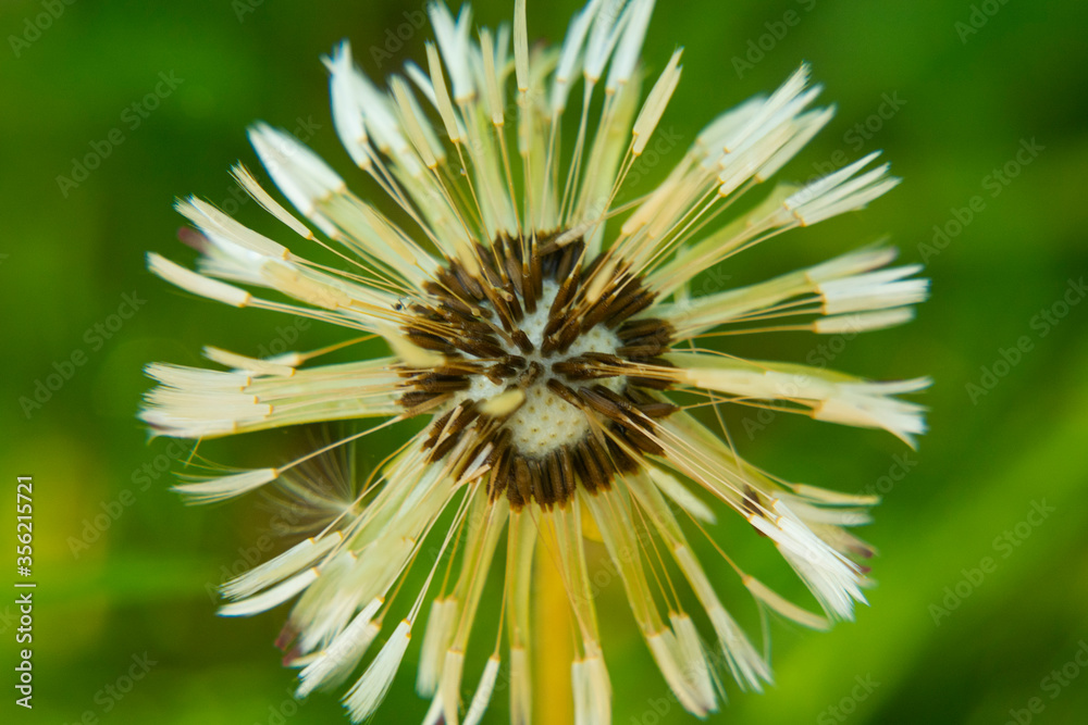 gray-haired dandelion close-up . The concept of old age, worthlessness. gray-haired dandelion close-up . The concept of old age, worthlessness.