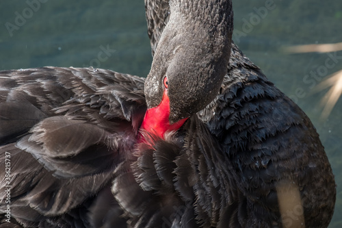 Fototapeta Naklejka Na Ścianę i Meble -  Black Swan with Red Bill. June 2020