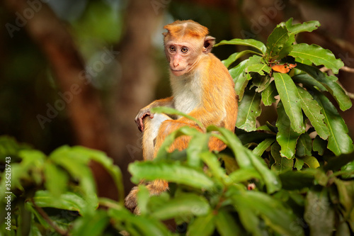 Toque macaque, Macaca sinica, monkey with evening sun. Macaque in nature habitat, Wilpattu NP, Sri Lanka. Wildlife scene from Asia. Beautiful forest in background.