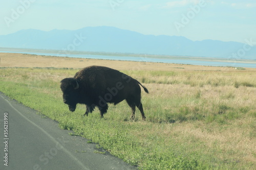 Leinwand Poster Road Crossing Bison
