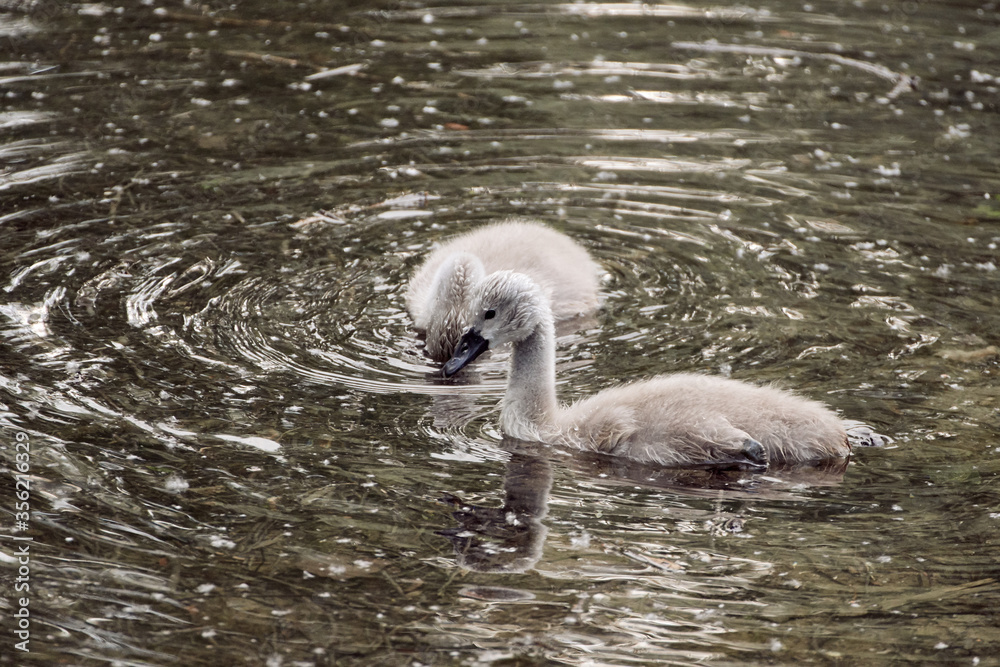 Togetherness of two mute swan cygnets swimming in water and enjoying spring Togetherness of two mute swan cygnets swimming in water and enjoying spring