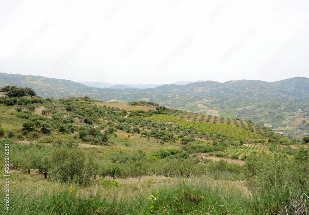 Vignes près de la villa minoenne de Vathypétro en Crète