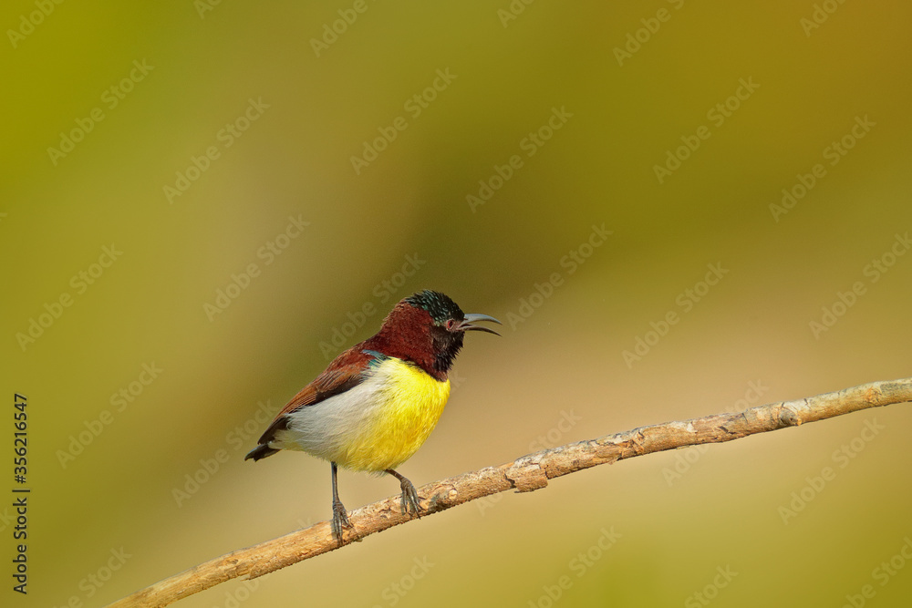Purple-rumped sunbird, Leptocoma zeylonica, sunbird endemic to the Indian Subcontinent. Colourful bird from Sri Lanka. Sunny day in Asia, sunbird sitting on the branch, wildlife nature. Purple-rumped sunbird, Leptocoma zeylonica, sunbird endemic to the Indian Subcontinent. Colourful bird from Sri Lanka. Sunny day in Asia, sunbird sitting on the branch, wildlife nature.