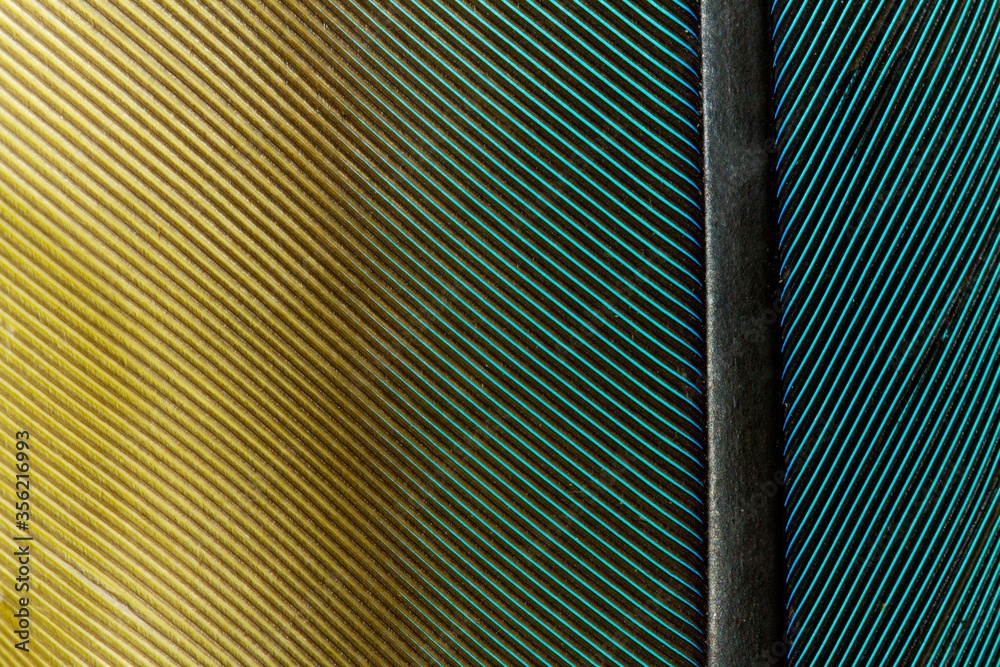 Obraz premium Beautiful Bright Blue Yellow Parrot Feather Close up Detail Texture. Abstract Pattern Background