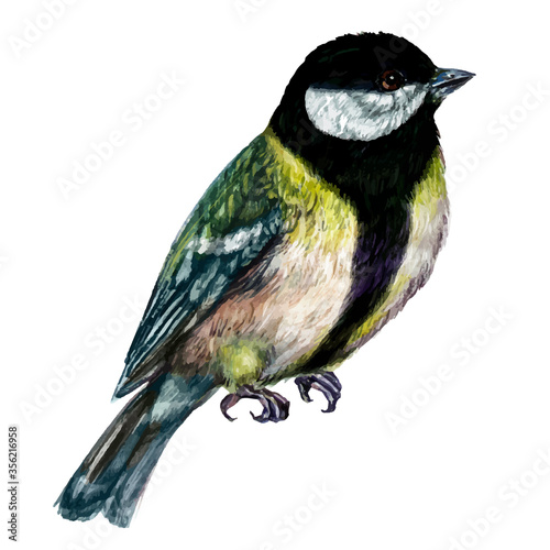 Watercolor Illustration of Great Tit Bird