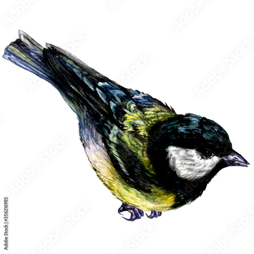 Watercolor Illustration of Great Tit Bird