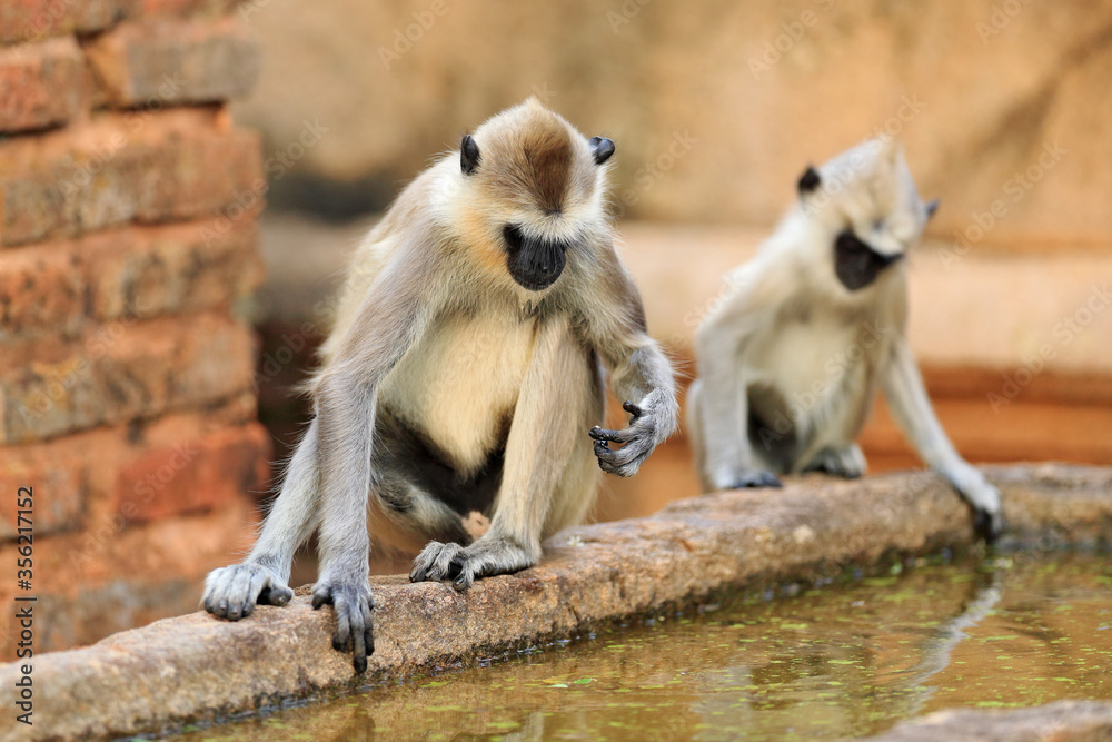 Monkey family. Mother and young running on the wall. Wildlife of Sri Lanka. Common Langur, Semnopithecus entellus, monkey on the orange brick building, urban wildlife. Nature in town, Sri Lanka, Asia