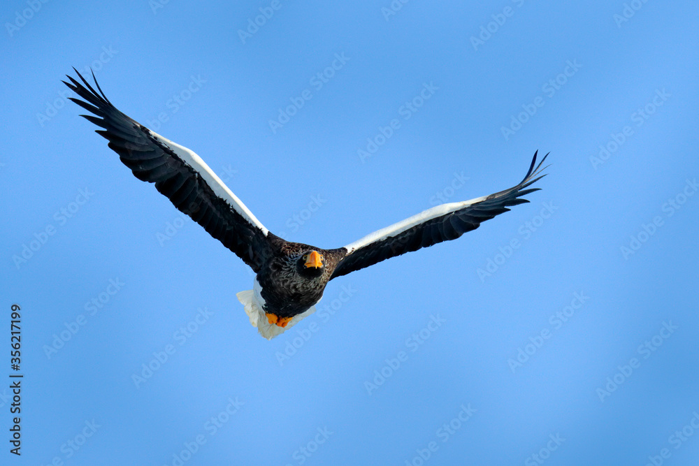 Naklejka premium Blue sky and eagle flight. Steller's sea eagle fly, Haliaeetus pelagicus, bird with blue sky, Hokkaido, Japan. Wildlife action behavior scene from nature. Eagle from Asia.
