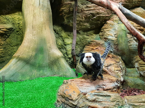 Marmoset monkey in the zoo. Geoffroys Tufted-ear Marmoset photo