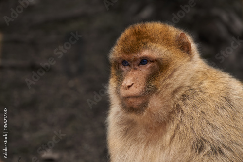 monkey portrait