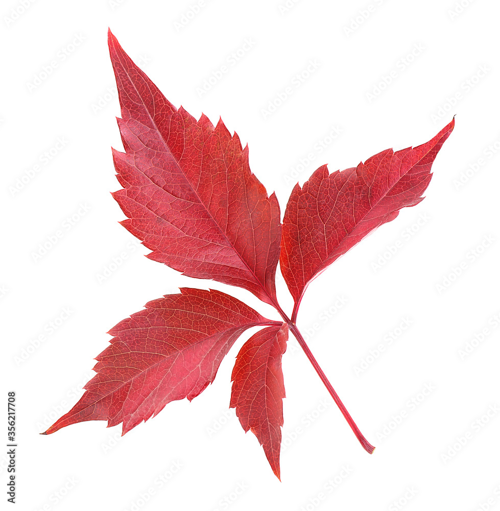 Autumn red leaf - leaf of wild grape isolated on a white background. Top view. Autumn red leaf - leaf of wild grape isolated on a white background. Top view.