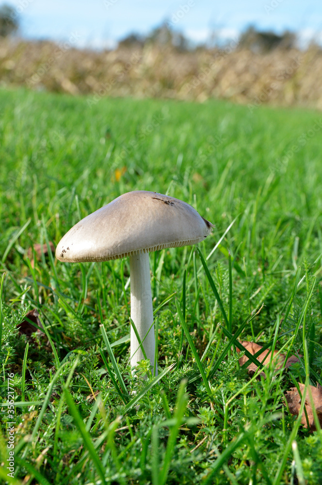 Mushroom in the grass during the fall. It’s an edible mushroom for cooking. Mushroom in the grass during the fall. It’s an edible mushroom for cooking.