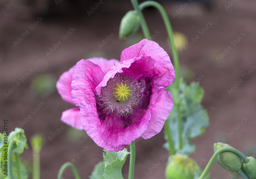Wonderful poppy grow in the garden and bloom wonderfully.