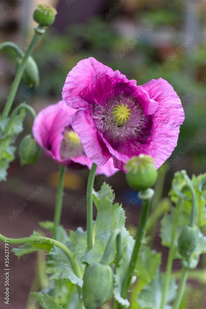 Wonderful poppies grow in the garden and bloom wonderfully.