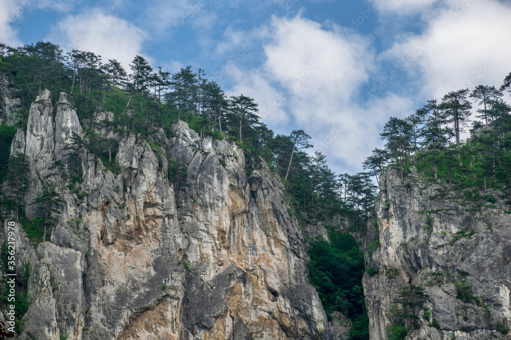 Trees on top of the mountains. Trees grown on the rock