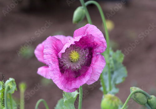 Obraz na płótnie Wonderful poppy grow in the garden and bloom wonderfully. w salonie