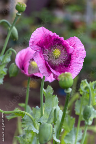 Obraz na płótnie Wonderful poppies grow in the garden and bloom wonderfully. w salonie
