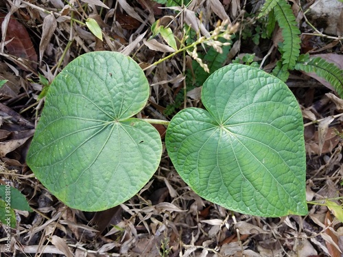 green heart shaped leaves in the Guajataca forest in Puerto Rico