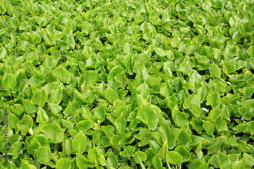 Green leaves background