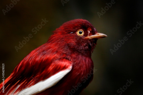 Konstfotografi Pompadour cotinga, Xipholena punicea, exotic rare tropical bird in the nature habitat, dark green forest, Amazon, Brazil