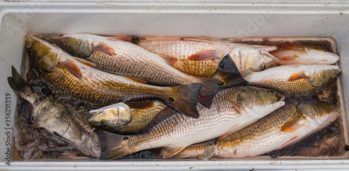 Fresh catch of redfish and black drum from Barataria Bay fishing trip photo