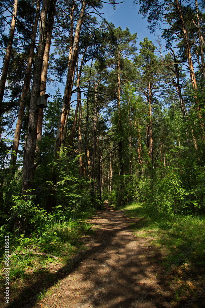 Forest path in the reserve Lokhin island. Forest path in the reserve Lokhin island.