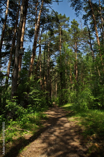 Forest path in the reserve Lokhin island. © Олег Раков