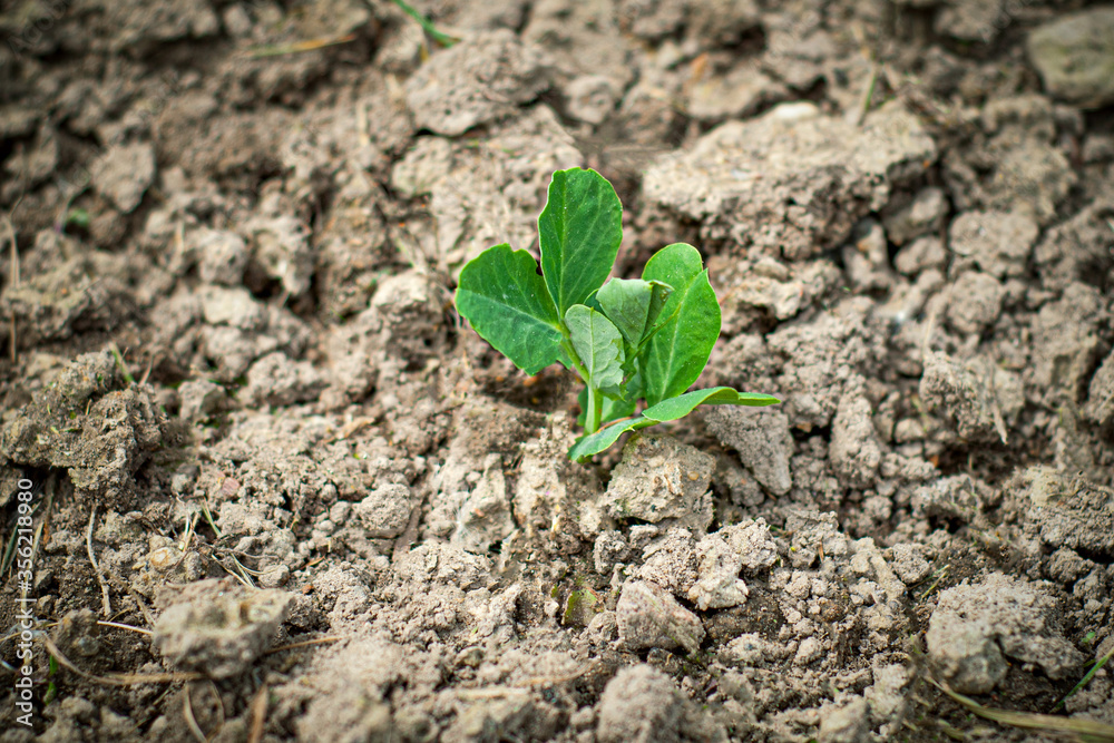Young green sprouts of cabbage seedlings in the garden Young green sprouts of cabbage seedlings in the garden