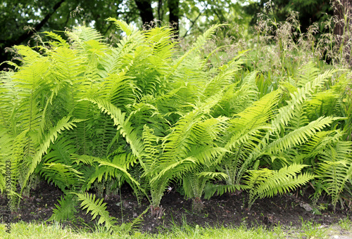 Green fern leaves