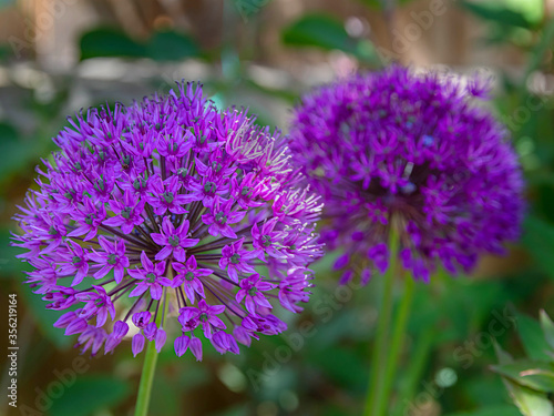 Alliums