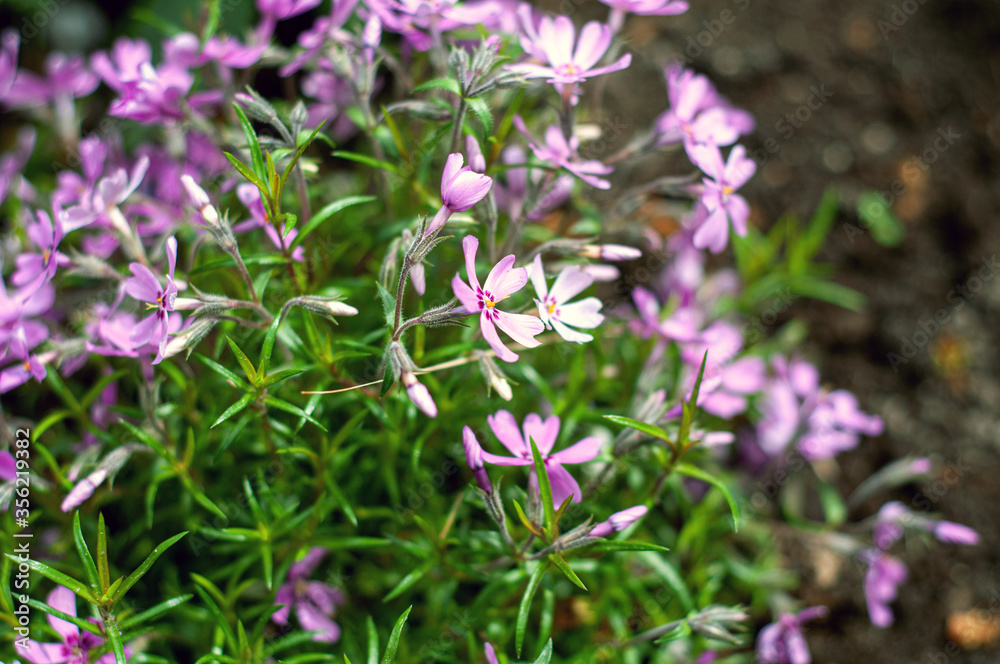 Phlox subulata creeping phlox, moss phlox, pink moss or mountain phlox blooms background. small pink flowers Phlox subulata creeping phlox, moss phlox, pink moss or mountain phlox blooms background. small pink flowers