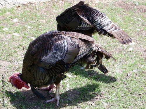 turkeys walking in park searching food