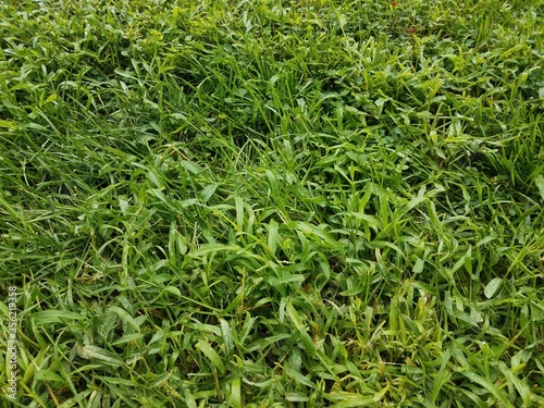 green grass yard or lawn up close