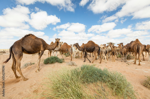Group of Camels eating grass in desert, in layoun morocco