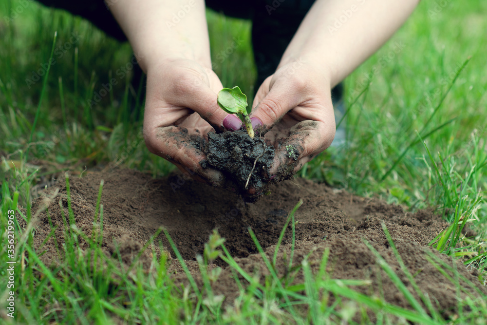 Woman hands holding green seedling with dirty soil on blurred agriculture field background Woman hands holding green seedling with dirty soil on blurred agriculture field background