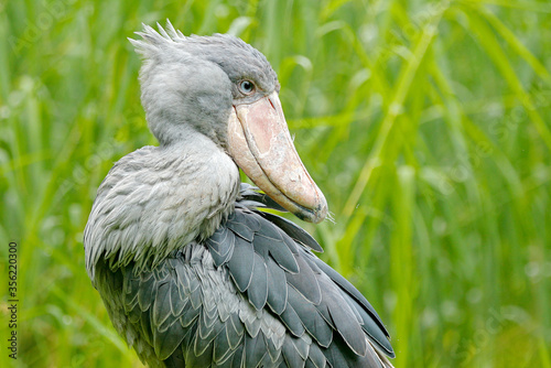Shoebill, Balaeniceps rex, hidden in the green vegetation. Portrait of big beaked bird, Uganda. Birdwatching in Africa.