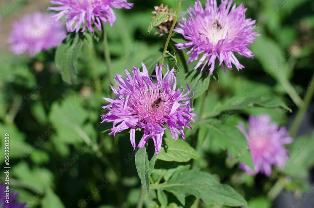 Wildflowers, spring flowers. Purple flower. A bee is sitting on a flower. Wildflowers, spring flowers. Purple flower. A bee is sitting on a flower.