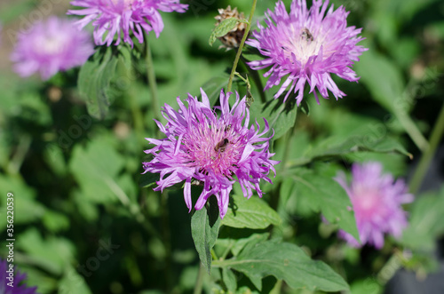 Wildflowers  spring flowers. Purple flower. A bee is sitting on a flower.