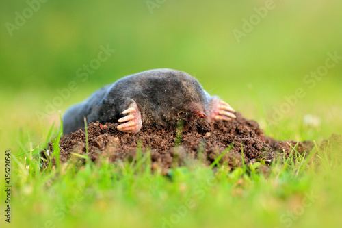 Mole, Talpa europaea, crawling out of brown molehill, green grass in background. Animal from garden. Mole in the nature habitat. Deatail portrait of underground black animal. Wildlife nature, Germany photo