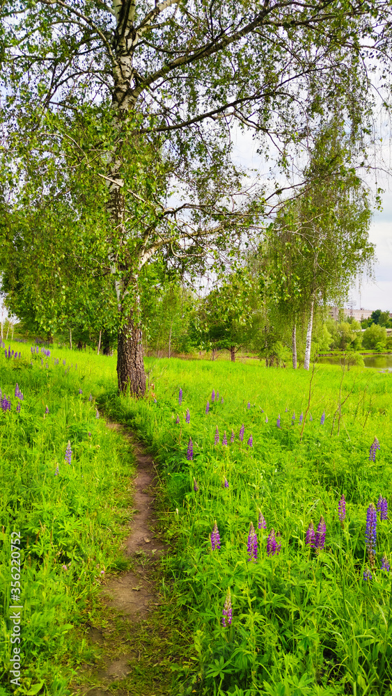 Landscape bacground in the spring season with path and trees Landscape bacground in the spring season with path and trees
