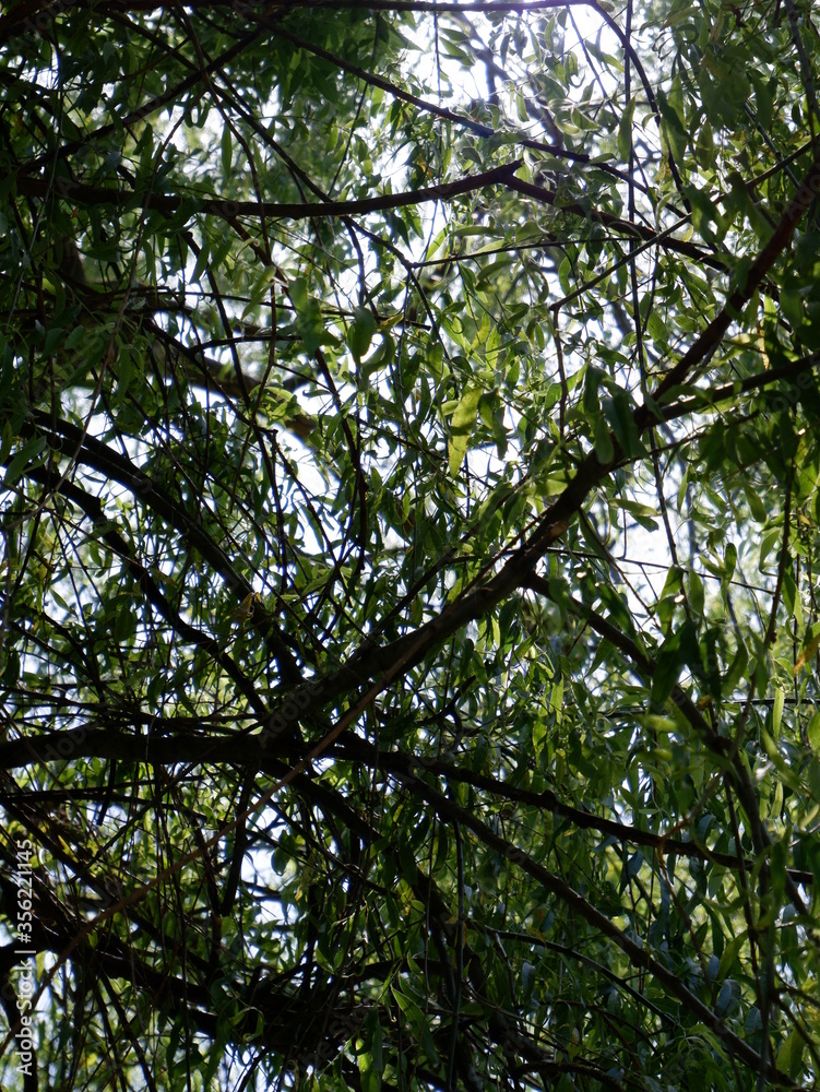 Fototapeta premium in woods sun ray coming amazing green