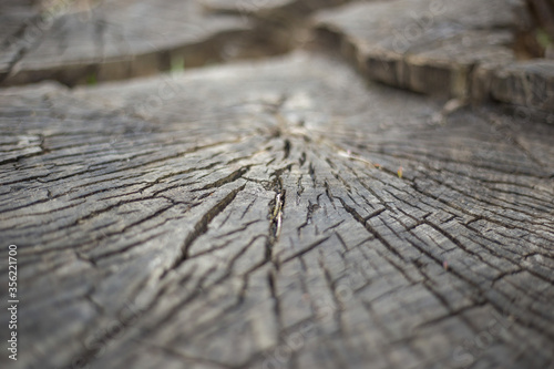 Closeup of a section of a tree. Weathered wood surface. Natural background.
