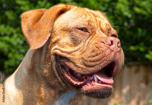 A head and shoulders portrait shot of Mabel  a one year old Dogue de Bordeaux  French Mastiff  bitch  making the most of beautiful weather in the garden during the Covid-19 isolation in the UK. 