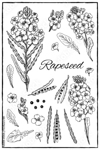 Vector hand drawn set with rapeseed, canola, colza. Rape flowers, leaves and seeds.