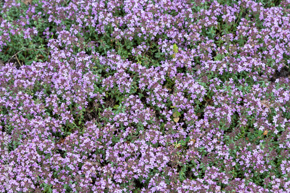 Creeping Thyme (Thymus Praecox 'Creeping Red') Creeping Thyme (Thymus Praecox 'Creeping Red')