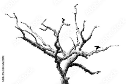 Black and white art  birds on the old tree. Large-billed crow  Corvus macrorhynchos  sitting on the tree branch with open bill. Angry bird in the nature habitat. Art view on nature. Wildlife.