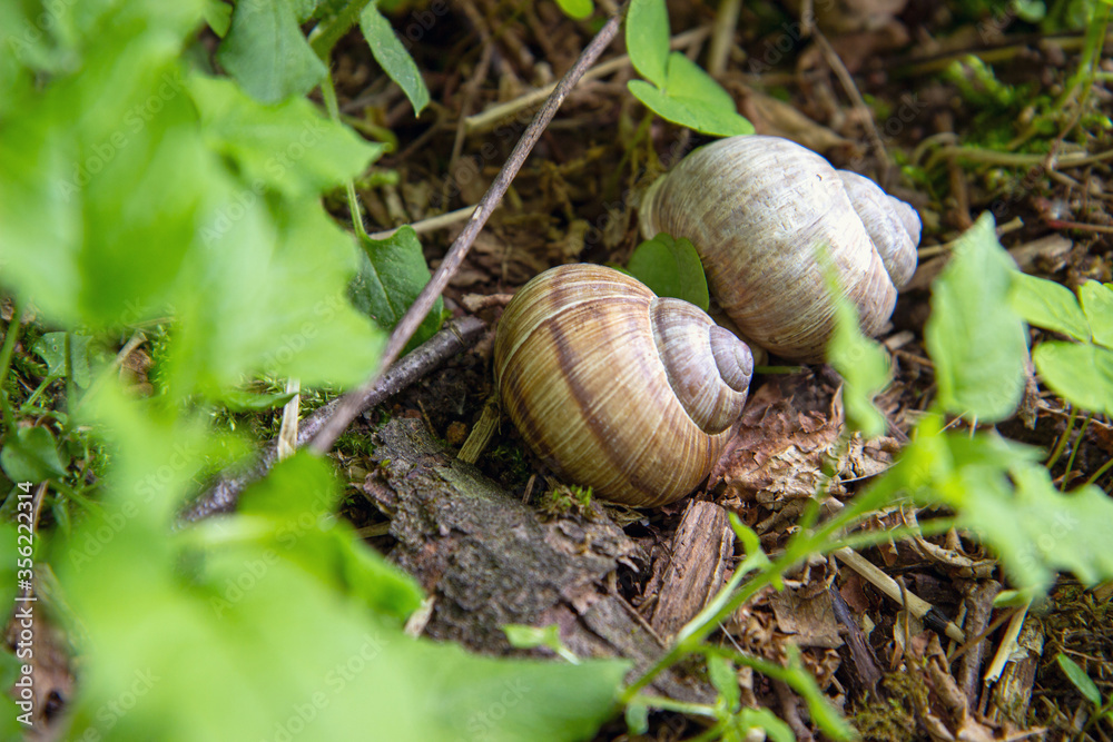 two small snails in the forest are hiding among the leaves. natural habitat two small snails in the forest are hiding among the leaves. natural habitat