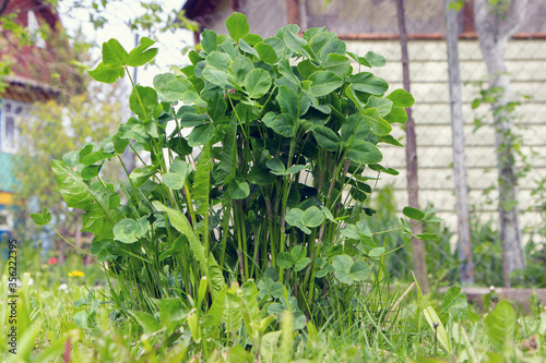 A tall green clover bush grows behind a house on a sunny day.
