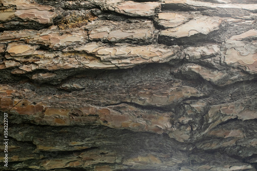Struktur einer Baumrinde als Hintergrund Close-up 